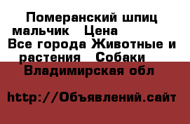 Померанский шпиц мальчик › Цена ­ 30 000 - Все города Животные и растения » Собаки   . Владимирская обл.